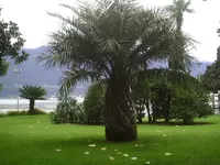 Palme in Locarno.jpg