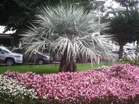 silberne Palme in Locarno.webp