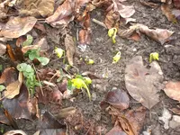 Garten Februar 20093 002.webp