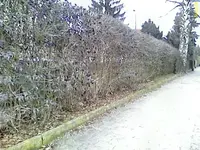 DC090209003.webp