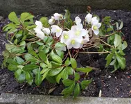DSC07833 (Medium).webp