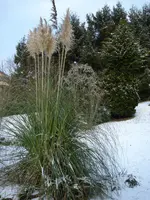 januarschnee10.webp
