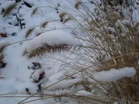 januarschnee08.webp
