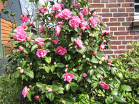 Camelien-Busch.webp