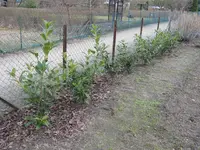 IMG_0538_klein.webp
