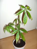 Pflanze 002.webp