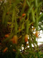 DSC00002.webp