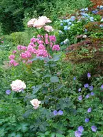 rosephlox.webp