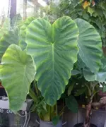 PICT1359.webp