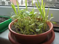 DSCF2320.webp