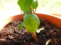 Bild 003.webp