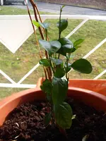 Bild 004.webp