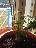Bild 005.webp