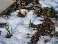 Garten 007.webp