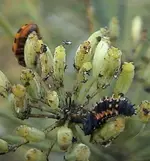 marienkäfer.webp