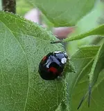 marienkäferblack.webp