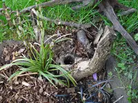 orchideenbeetgräser.webp
