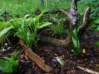 orchideenbeetmaiblühend.webp