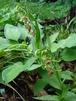 epipactisgigantea.webp