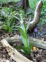 knabenkrautersteblüte.webp