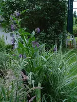 beinwell.webp