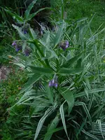 beinwell1.webp