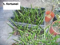 t.fortunei.webp