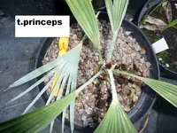 t.princeps.webp