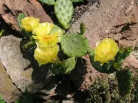 Opuntia_compressa_Bl5_640w.webp