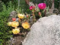 Opuntia-winterh.rosa+gelb-07.06_640w.webp