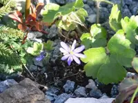 P1030875_Leberblümchen_400_300.webp