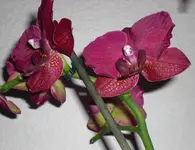 rote.webp