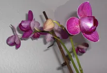 pinke.webp