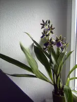 PICT0023.webp