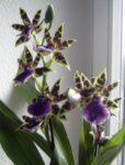 zygopetalum.jpg