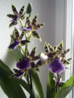 zygopetalum.webp
