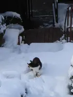 schnee14februar09018.webp