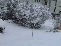 31.01.2009 018.webp