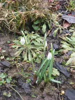 Garten09 003.webp
