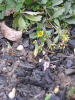 Garten09 004.webp