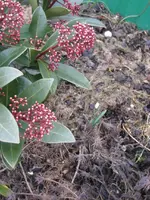 Garten09 006.webp