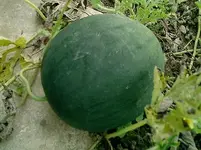 wassermelone.webp