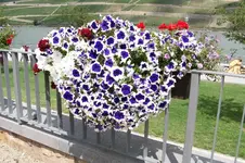 Landesgartenschau 29.6.08 von sigi 009.webp