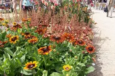 Landesgartenschau 29.6.08 von sigi 003.webp