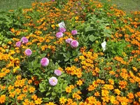 Landesgartenschau 29.6.08 von leo 007.webp