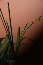 DSC07196.webp