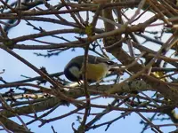Meise036.webp