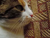 Mieze08-12-11-058.webp