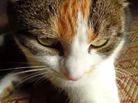 Mieze08-12-11-055.webp