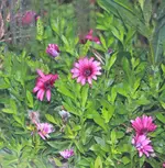 Bornholmmagerite im WiKa_smaller.webp